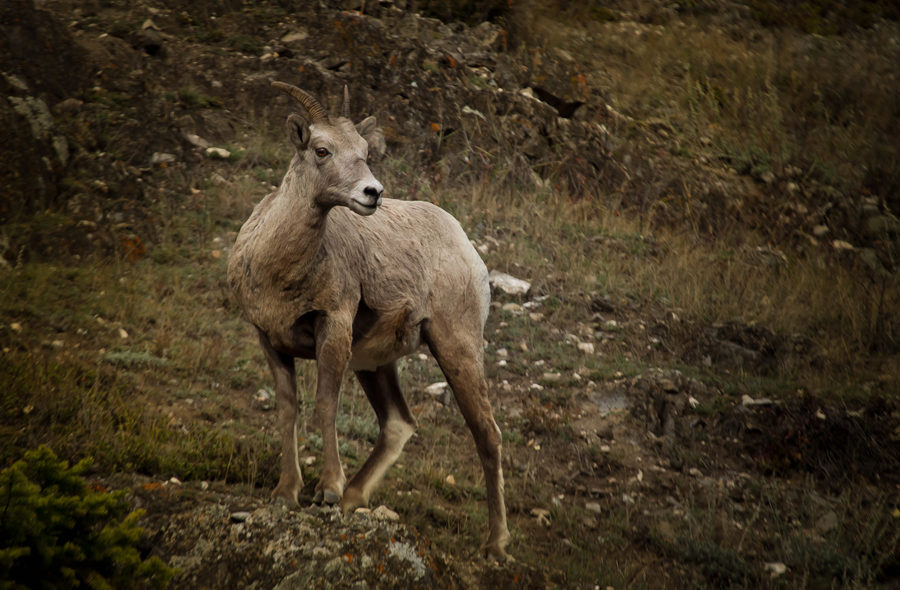 Wildlife, photo 2