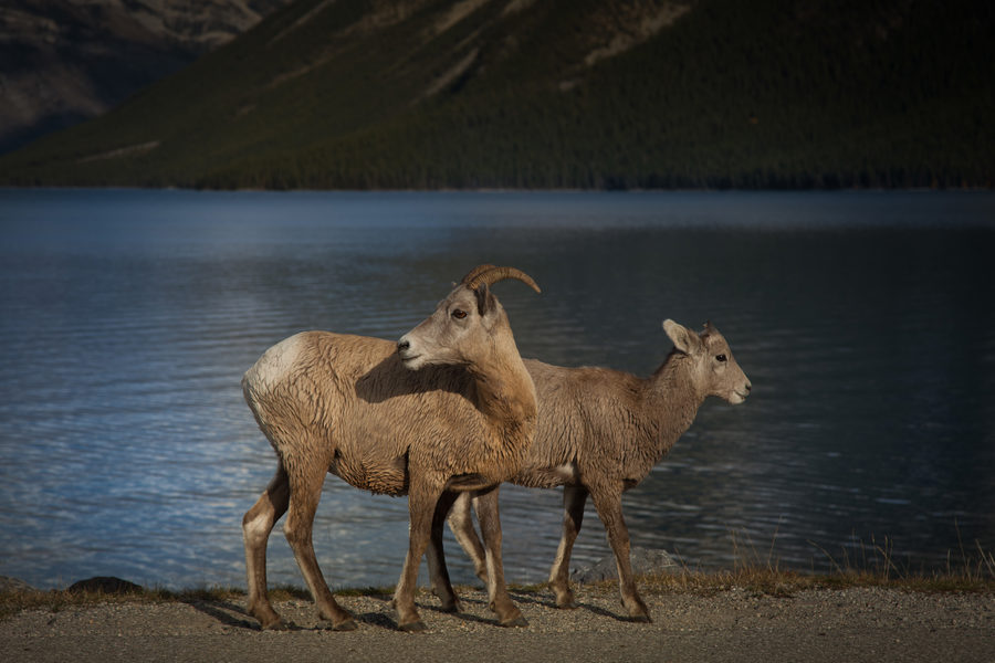 Wildlife, photo 3