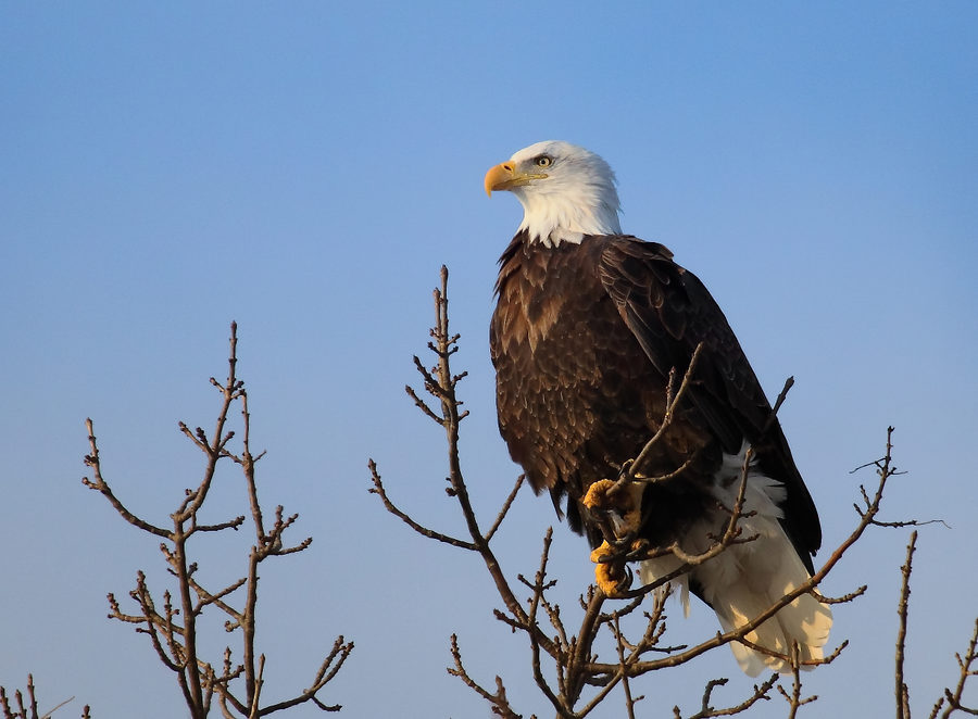 573307924 Plaetz Eagle 1