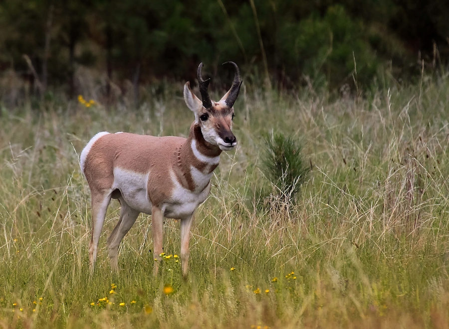 Wildlife, photo 7
