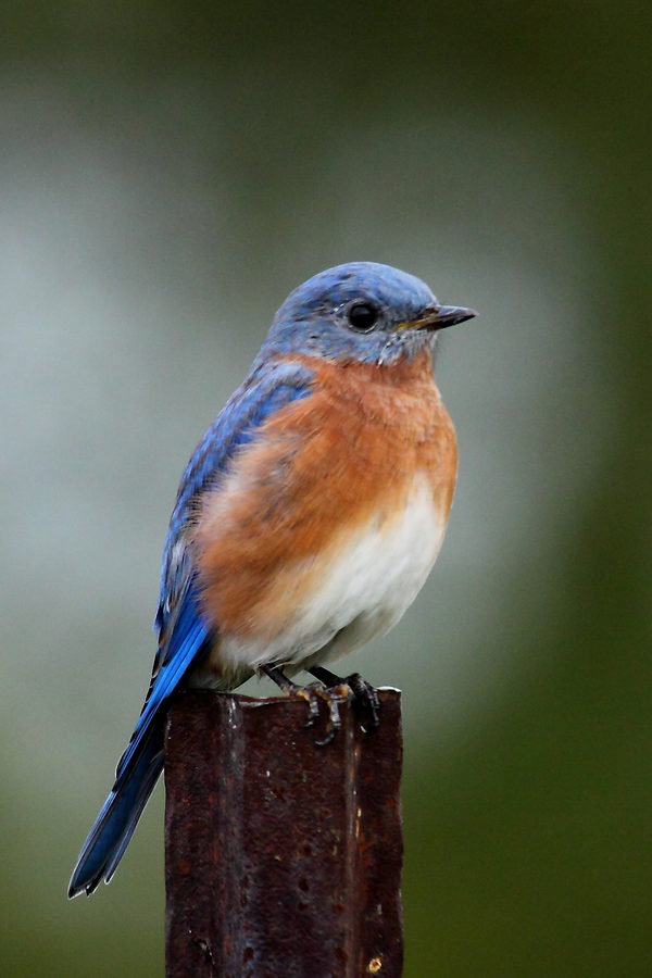 Wildlife, photo 8