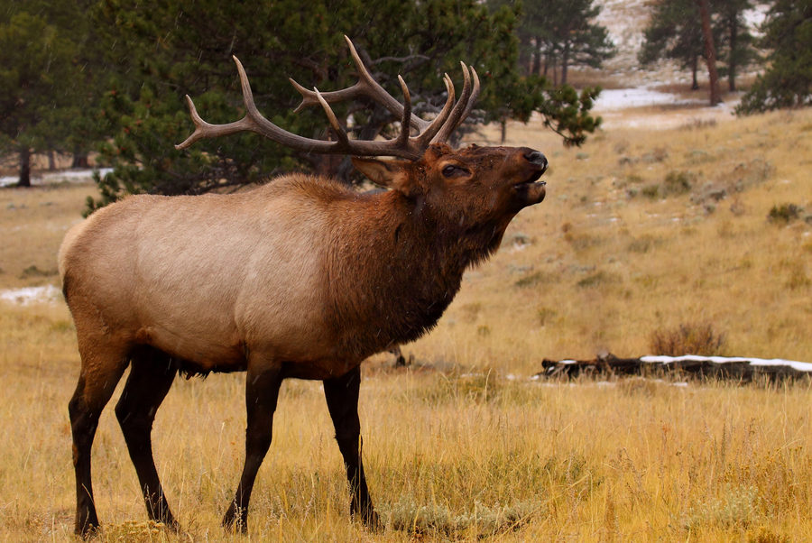 Wildlife, photo 10