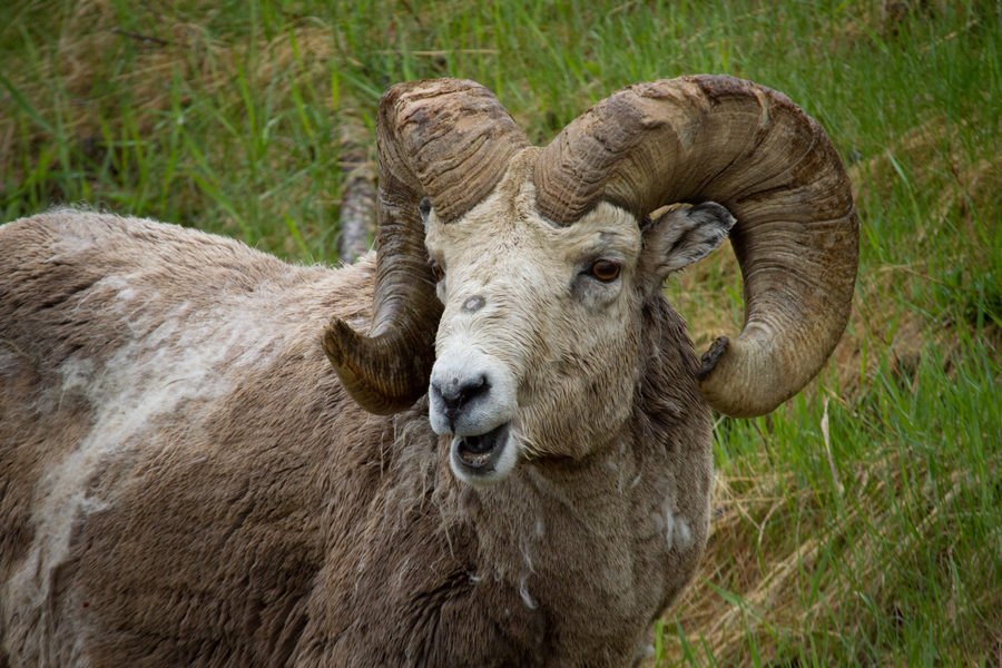 Wildlife, photo 21