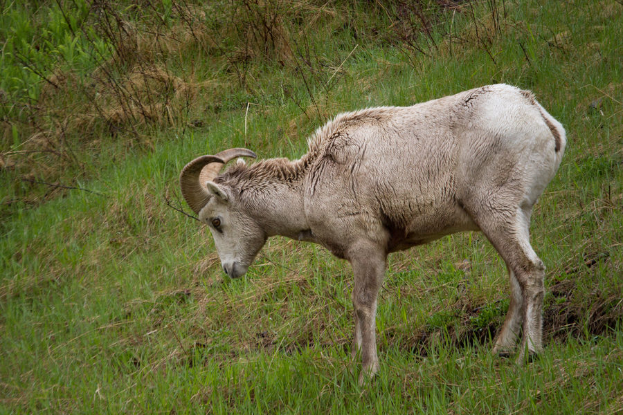 Wildlife, photo 22