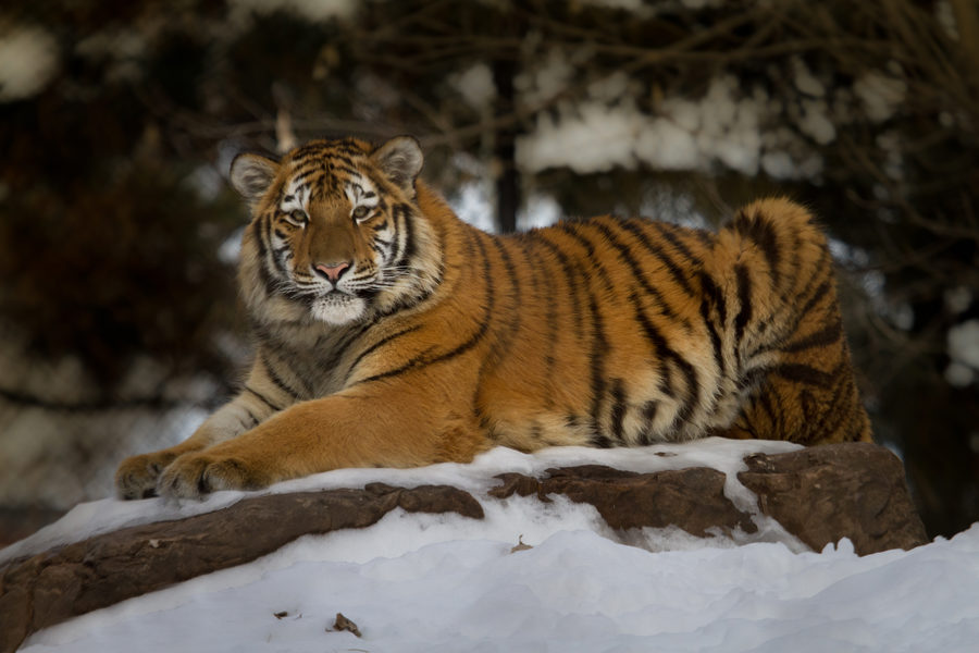 Wildlife, photo 29